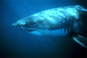 White Shark