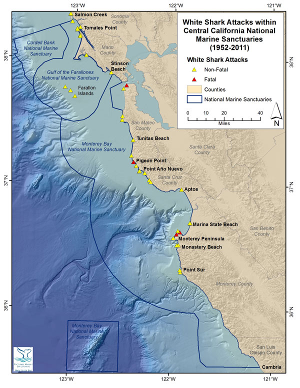 Shark attack map