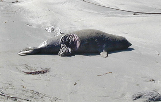 mauled Northern elephant seal