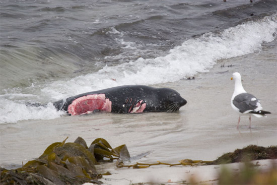 shark attacks on humans