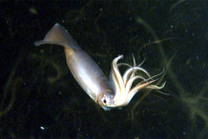 Humboldt Squid