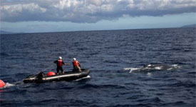 Assessing whale entanglement