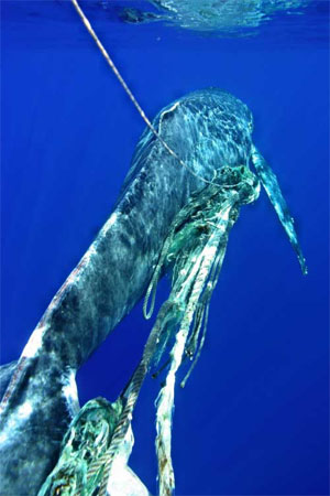 Whale rescue