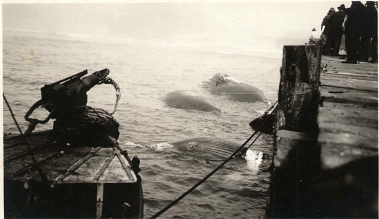 whales