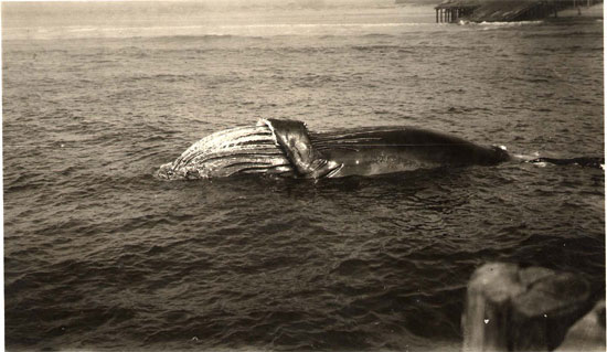 dead whale