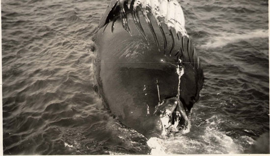dead whale