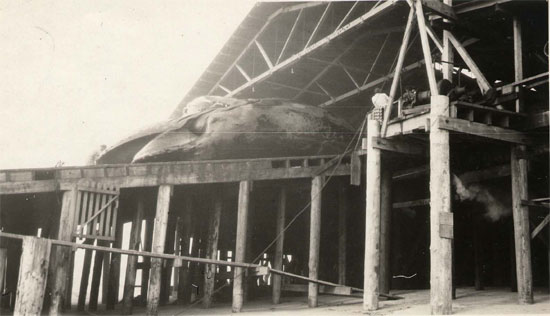 dead whale processed