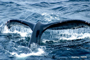 Whale Fluke