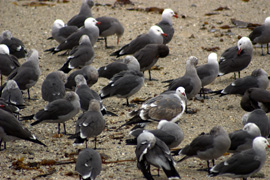 Heerman's Gulls