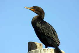 Cormorant