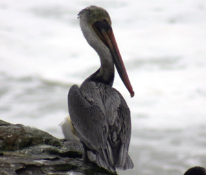 California Brown Pelican