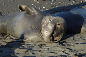 Elephant Seals