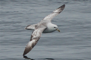 Fulmar