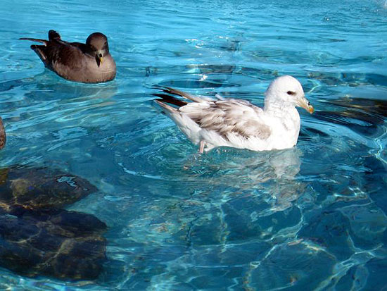 Northern Fulmars