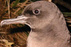 Sooty Shearwater