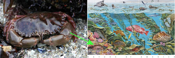 SIMoN image used for Kelp Forest Stamp