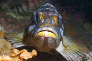 Rock fish