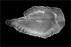 Fish Otolith
