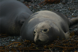 Elephant Seal