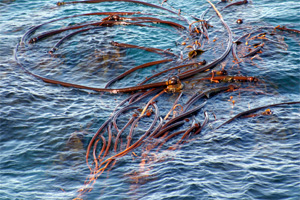 Bull Kelp