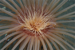Tube-dwelling Anemone