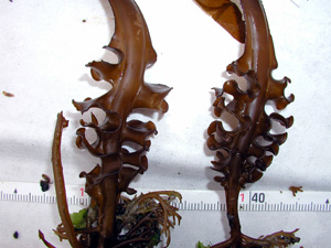 undaria
