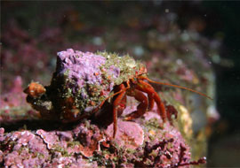 Maroon Hermit Crab