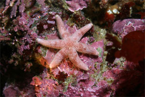 six-rayed sea star