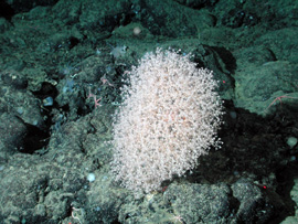 Golden gorgonian