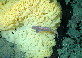Sponge and brotulid