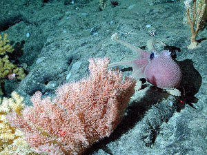 deep sea