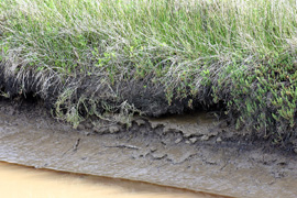Pescadero Marsh bank