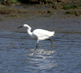 estuaries