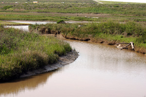 Pescadero marsh