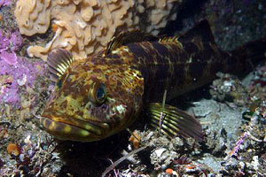Fishes image
