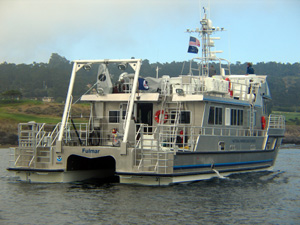 Fulmar