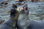 Farallones