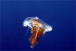 Monterey Bay