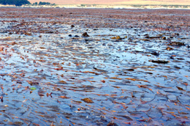 Kelp forest