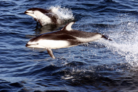 Dolphins