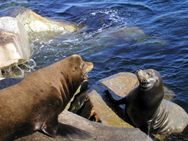 Sea lions