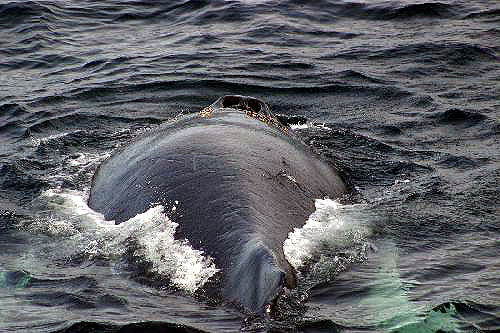 mammals image