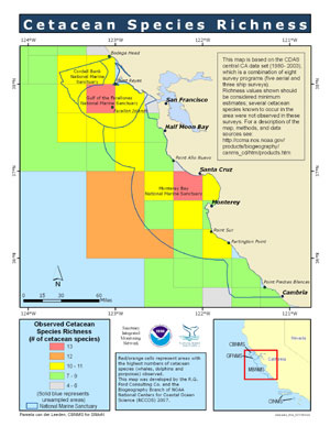 cetacean richness map