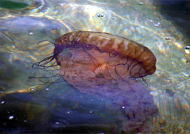 oceanography