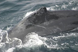 Humpback whale
