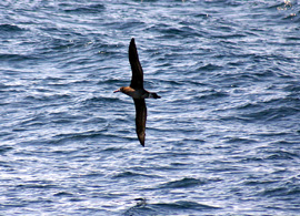 albatross