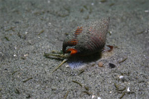 Sandy floor image