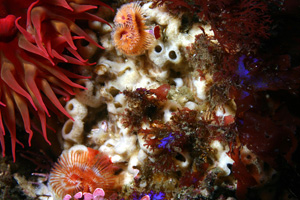 Tube worms