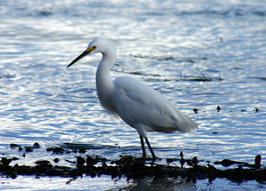 Snowy Egret