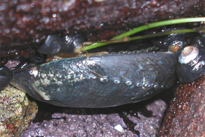 Black Abalone
